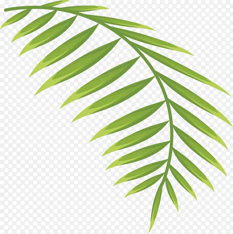 热带植物棕榈叶图