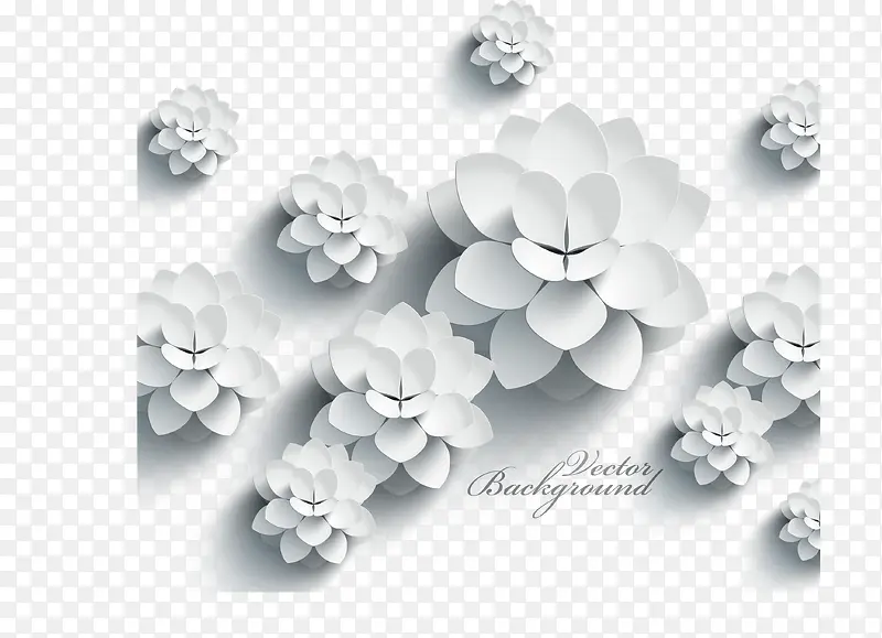 漂浮白色莲花