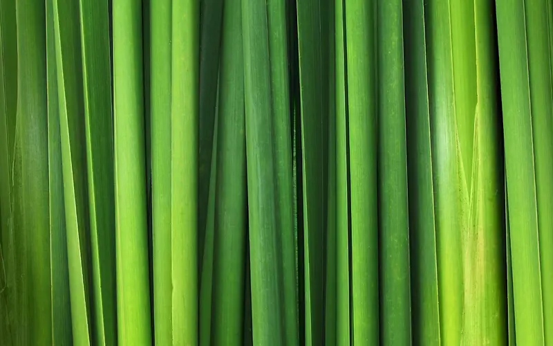 绿色高清竹叶壁纸