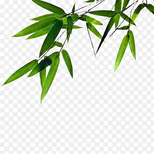 绿色竹子图