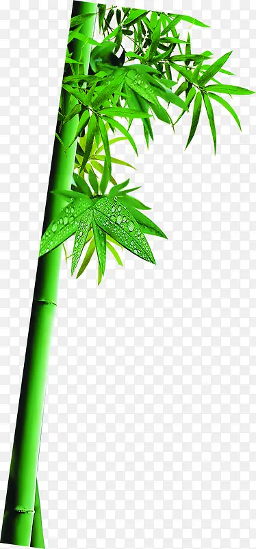 绿色竹子竹叶精神