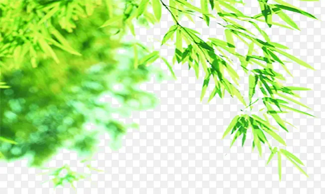 绿色清新竹叶装饰