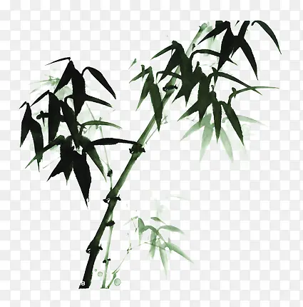 竹子 植物 春 绿色