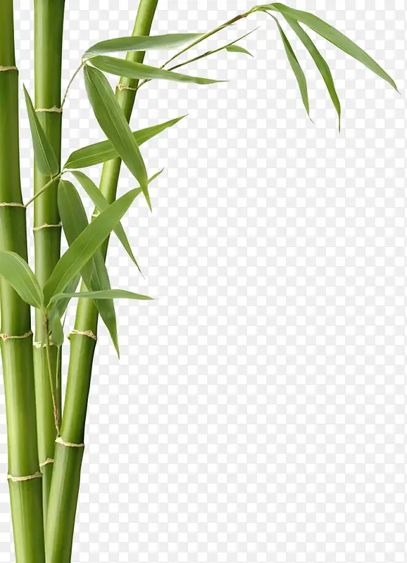 竹子绿色竹子装饰