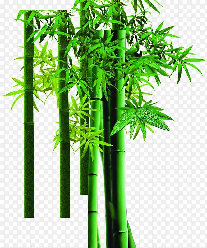 绿色竹子装饰清新