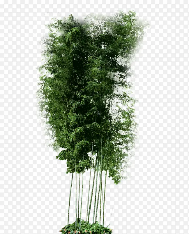 竹子绿植
