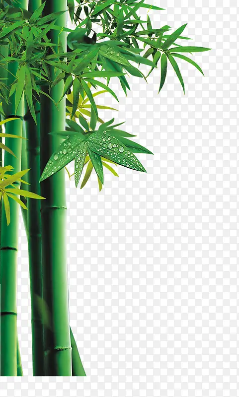 高清绿色竹子图片