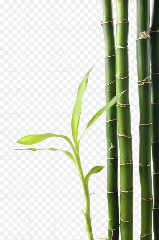 翠绿竹子实物