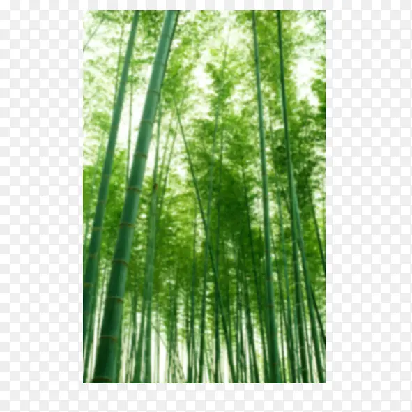 竹林PNG图片素材下载_图片编号10217040-PNG素材网