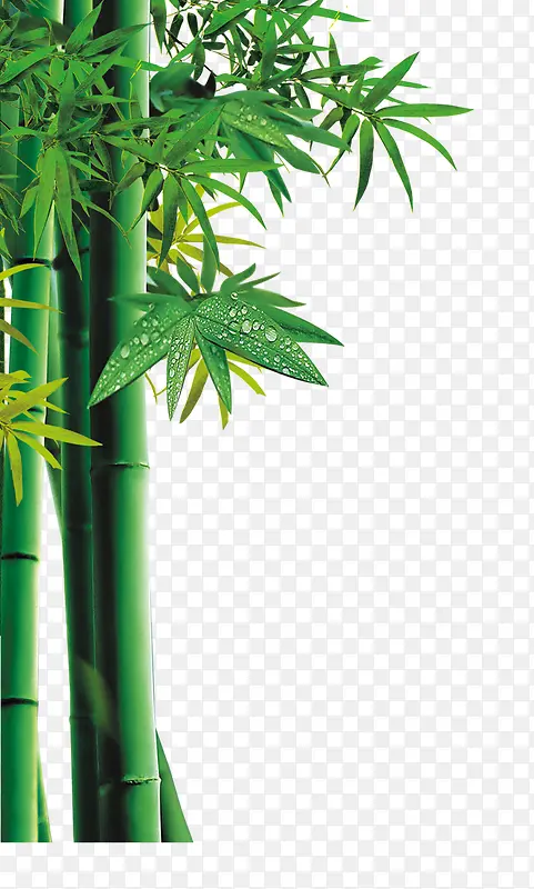 竹子绿色竹子