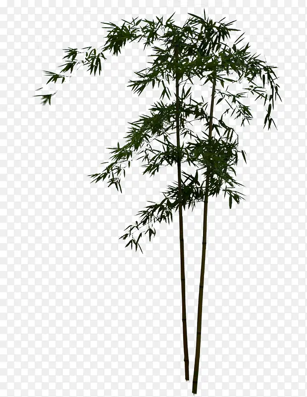 绿色竹子植物笔直
