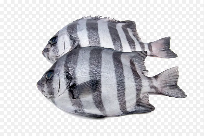 两条黑白纹活鱼