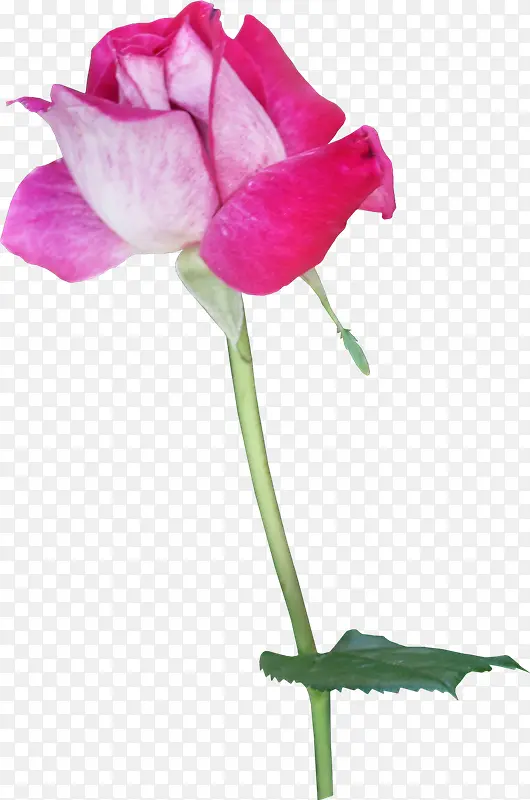 粉红玫瑰花爱情