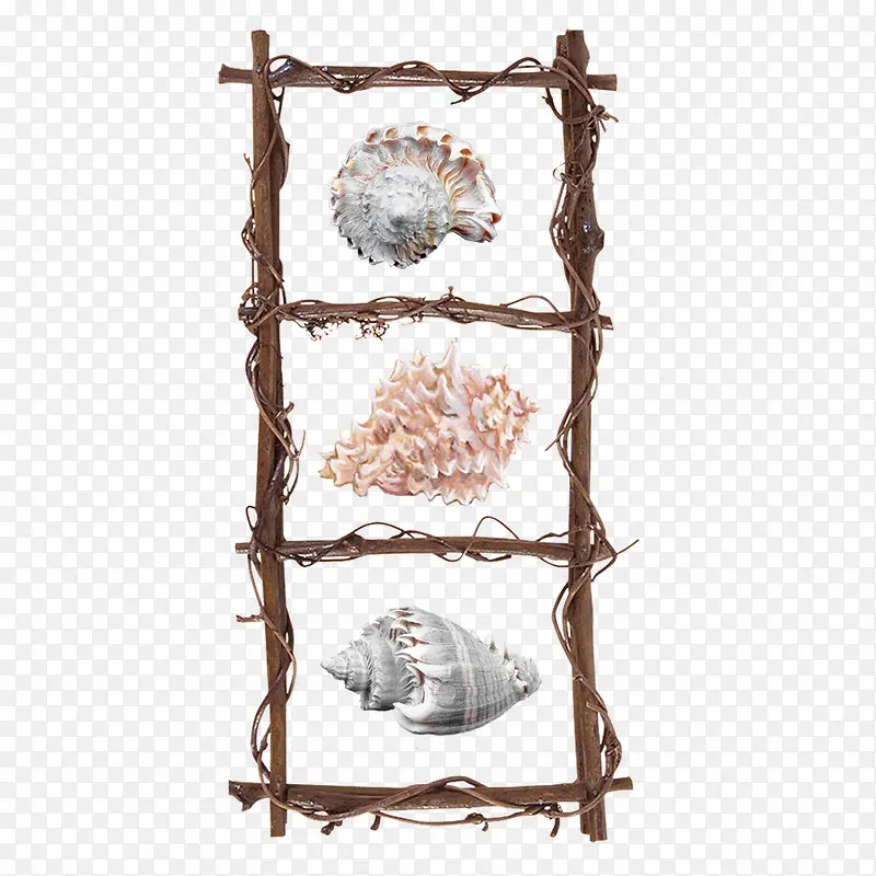 木梯海螺