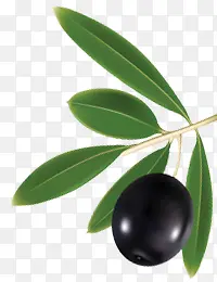 1颗黑橄榄装饰素材
