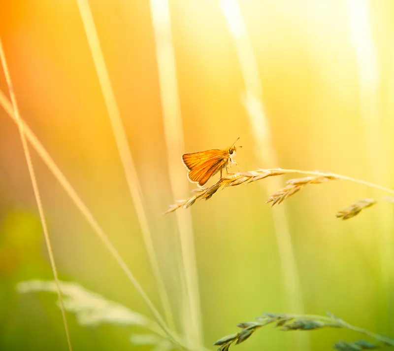 高清阳光下的小草蝴蝶