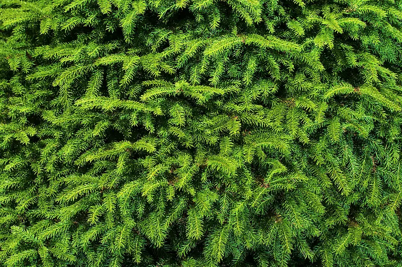 绿色松树背景