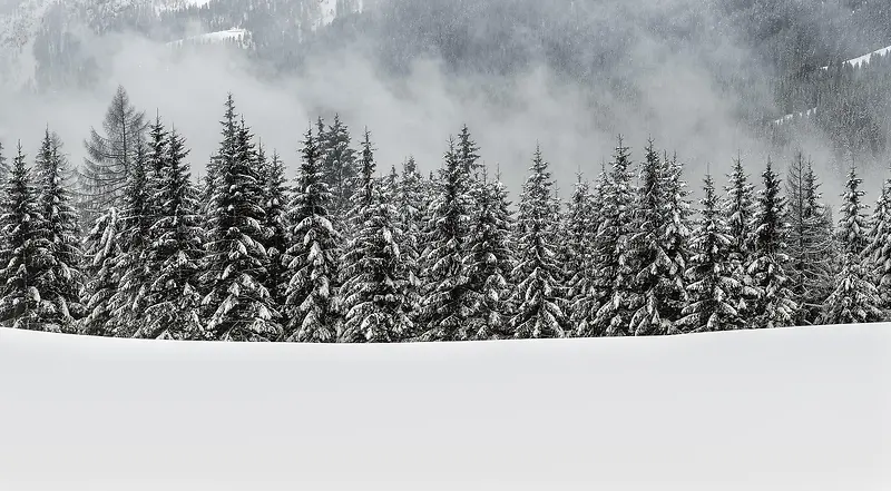 白色雪地松树林海报背景