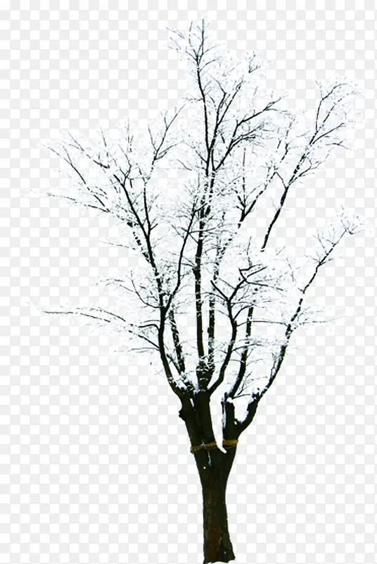 创意合成冬天的树木大树摄影