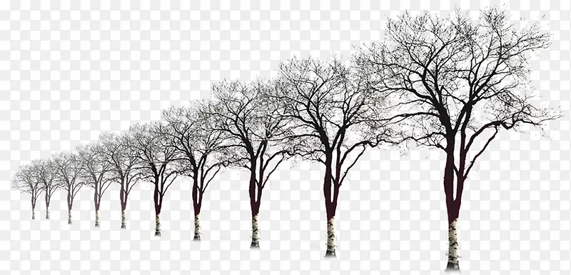 高清摄影冬天的树木造型合成