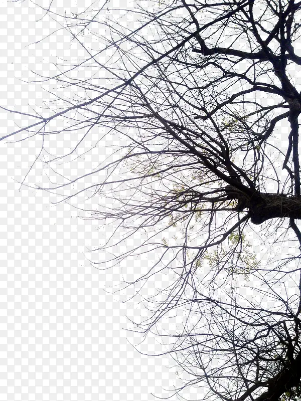 高清摄影合成冬天的树木