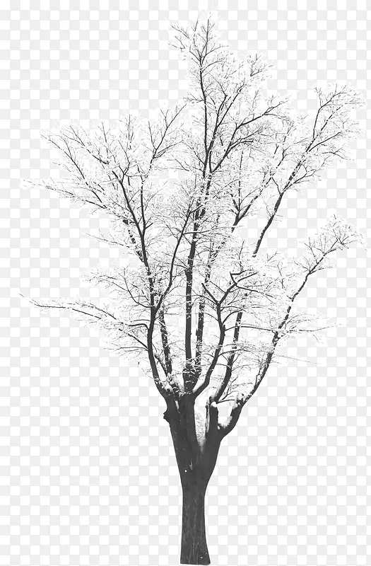 摄影冬天的树木造型