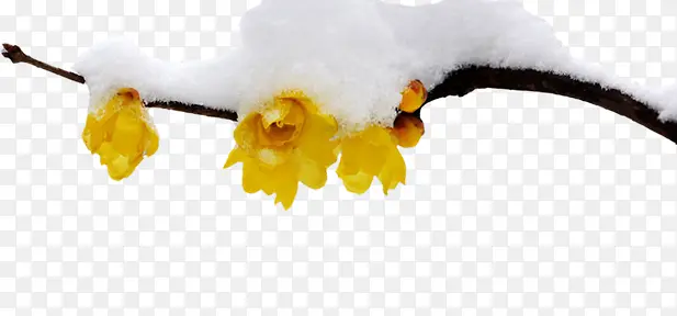 冬季雪花黄色小花