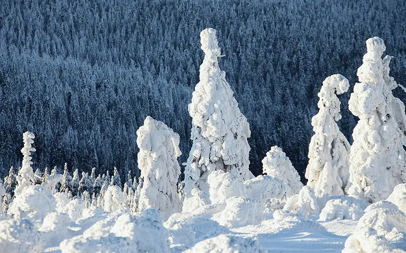 冬季雪花树林风景