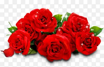 玫瑰花红色花束图片