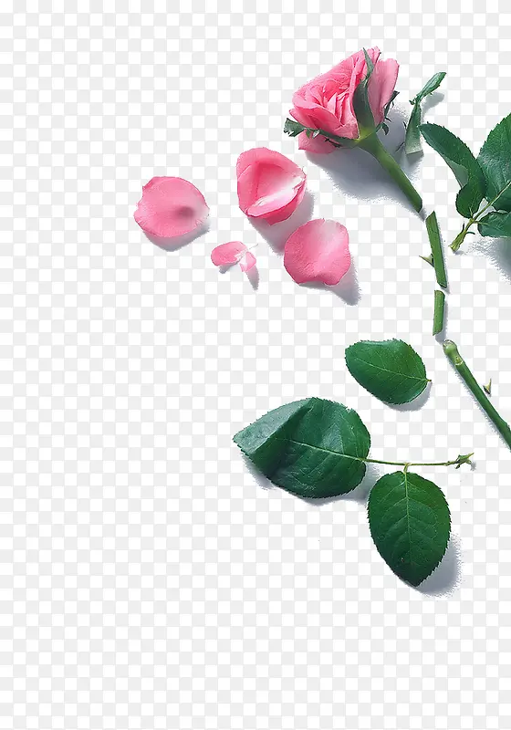 高清摄影艺术粉红色的玫瑰花