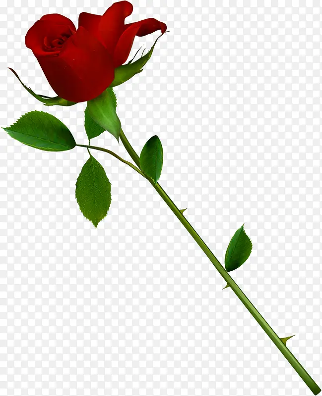 红色鲜花玫瑰植物告白情人节