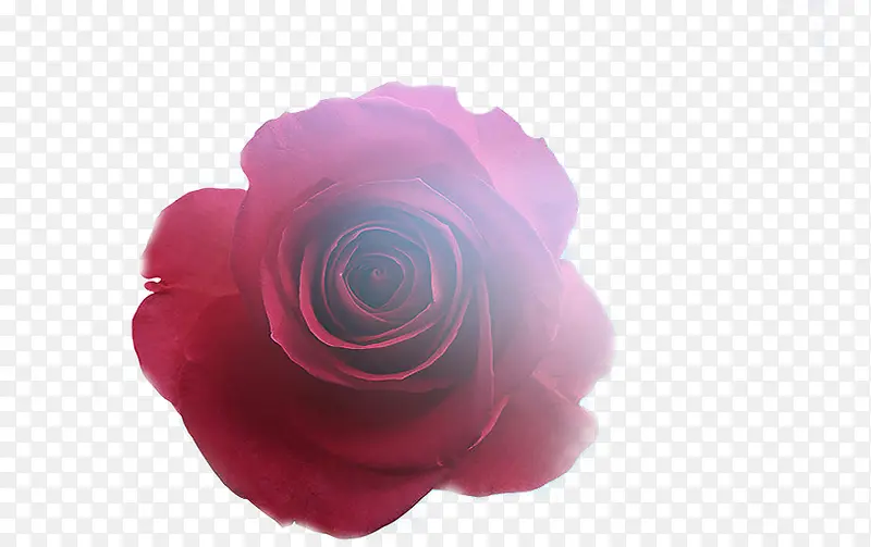 鲜红色玫瑰花
