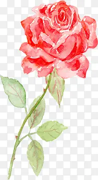 红色手绘花朵植物设计玫瑰