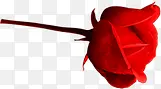 一只红色玫瑰花元素