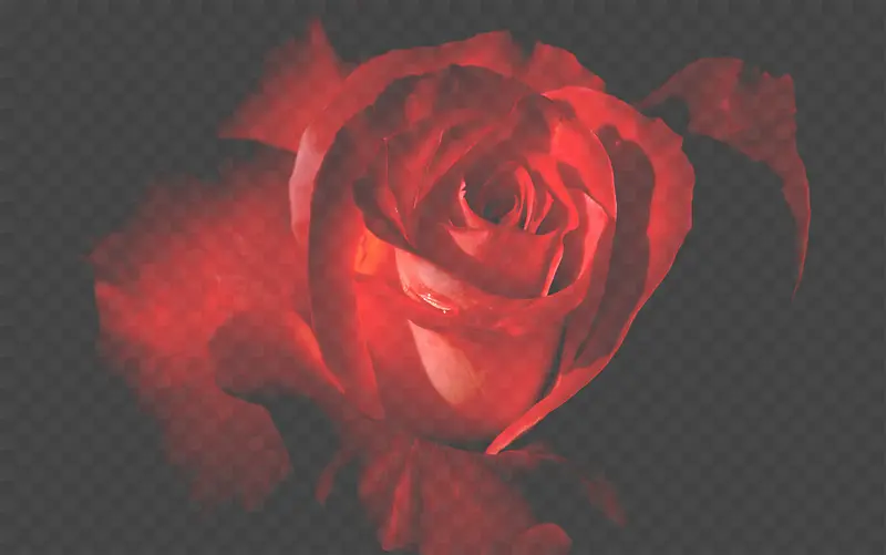 盛开红色玫瑰花朵