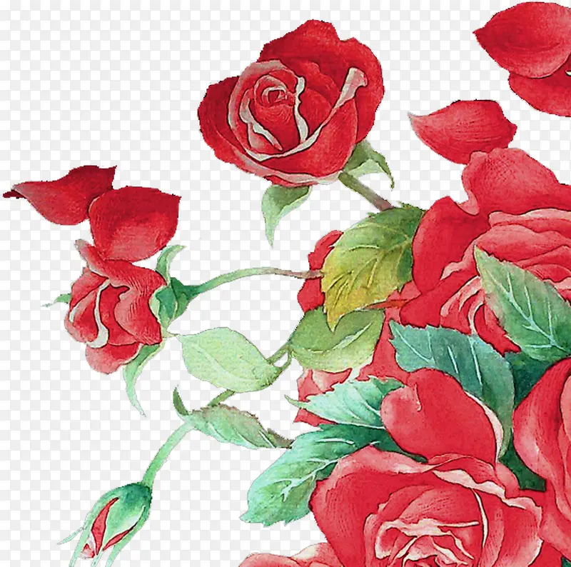 浪漫热情红色玫瑰手绘