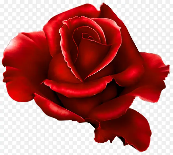 大朵红玫瑰