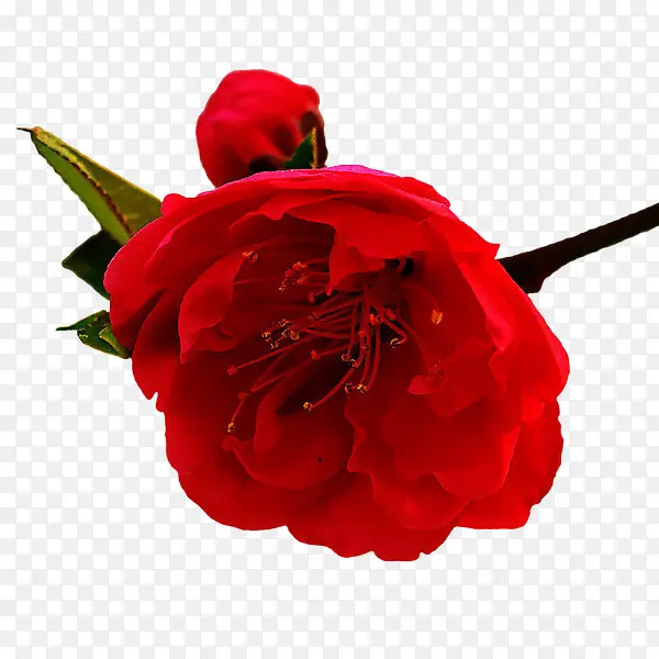红色玫瑰花红色花朵