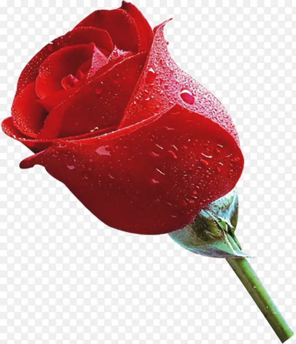 红色新鲜鲜花玫瑰