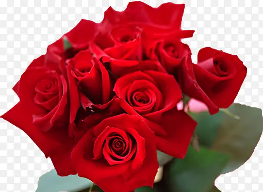 红色鲜艳玫瑰花朵盛开