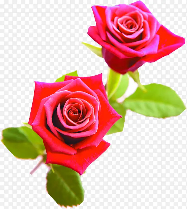 七夕情人节红色玫瑰花装饰
