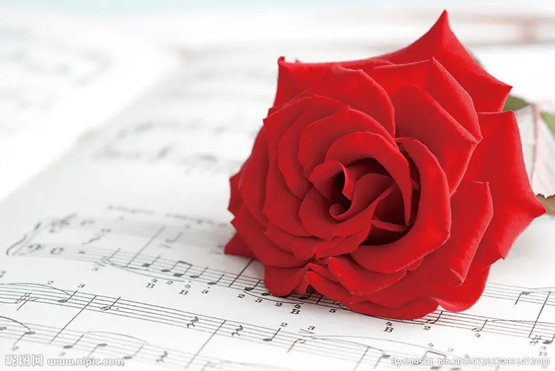 红色玫瑰花乐谱