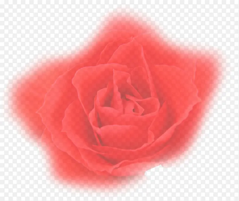 朦胧红色玫瑰花