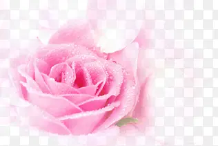 粉红色露珠玫瑰花