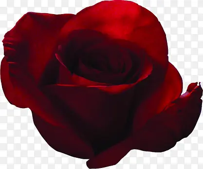 红色玫瑰七夕