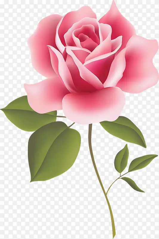 粉红彩绘玫瑰花装饰图片