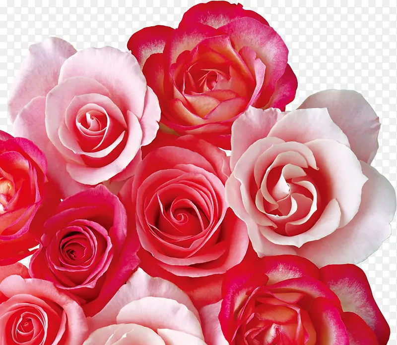 粉色红色玫瑰素材