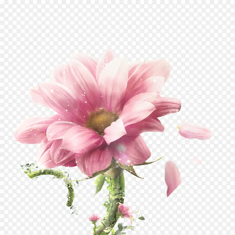 粉色的的大花朵