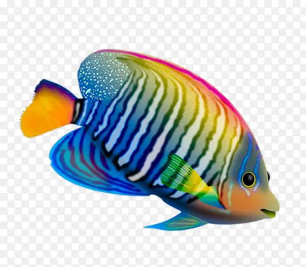 彩色鱼