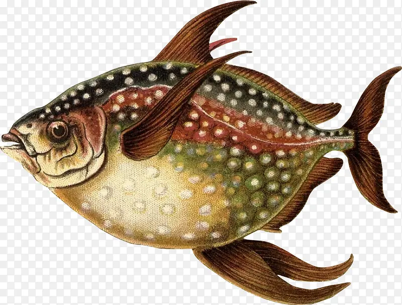 鱼的插画